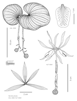 LE 01090141