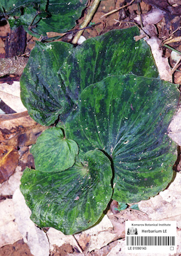 LE 01090143