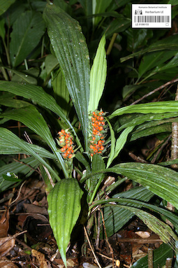 LE 01090153