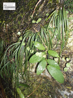LE 01090166