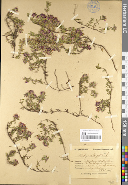 LE 01099702
