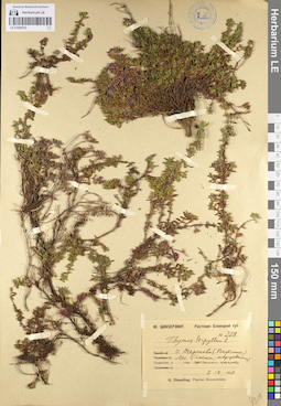 LE 01099703