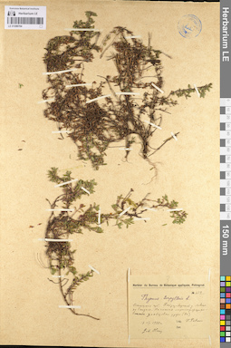LE 01099704