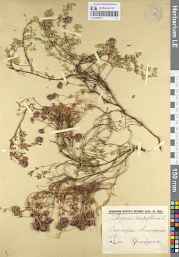 LE 01099705