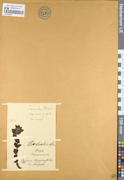 LE 01100602