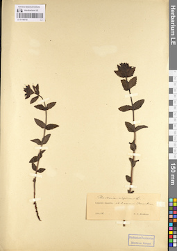 LE 01100732