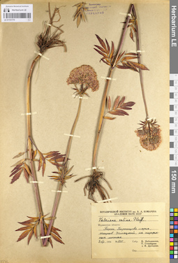 LE 01101775