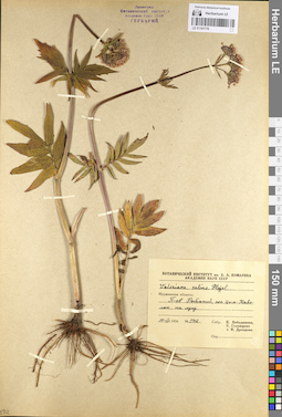 LE 01101776