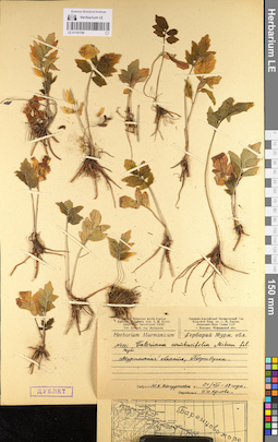 LE 01101786