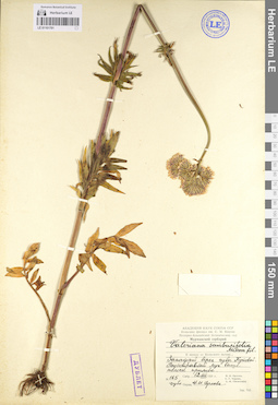 LE 01101791
