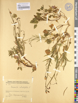 LE 01102026