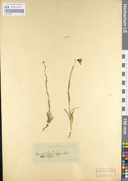 LE 01102031