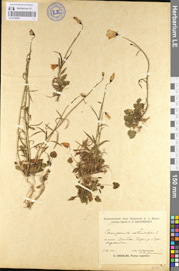 LE 01102036