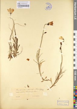 LE 01102115