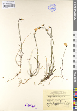 LE 01102126