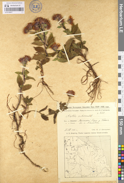 LE 01102417