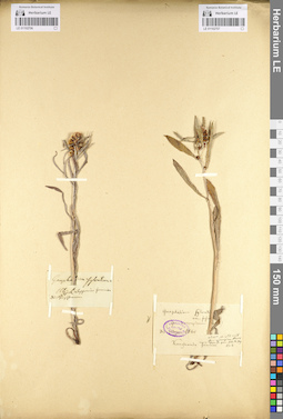 LE 01102707