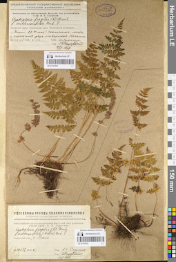 LE 01107033