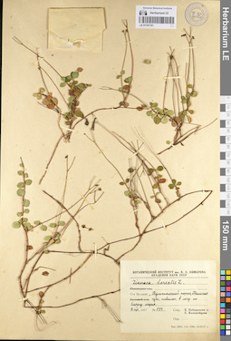 LE 01101741