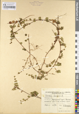 LE 01101742