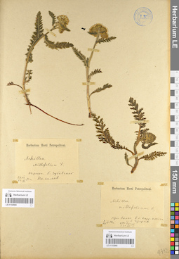 LE 01102966