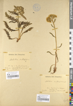 LE 01102970