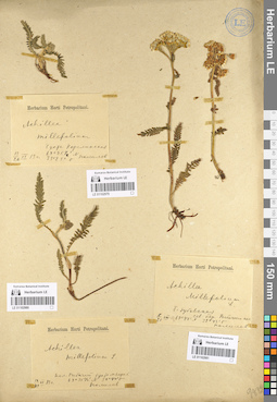 LE 01102981