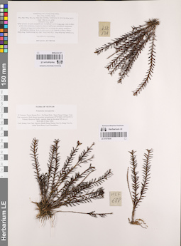 LE 01075656