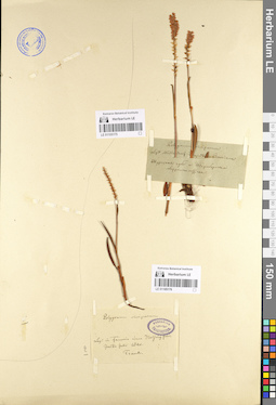 LE 01105176