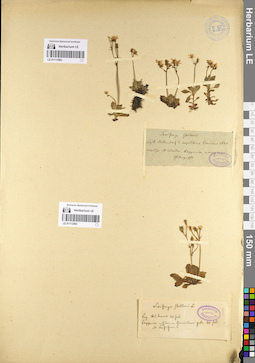 LE 01113593