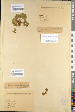 LE 01126966
