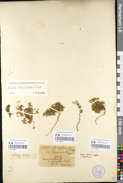 LE 01105938