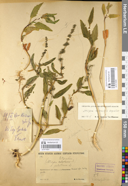 LE 01110231