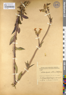 LE 01110596