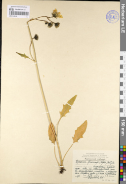 LE 01140418