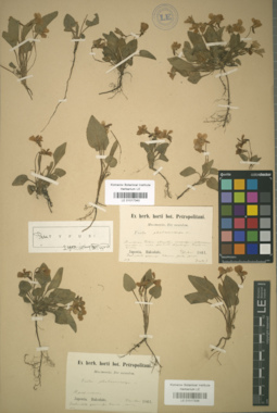 LE 01017339