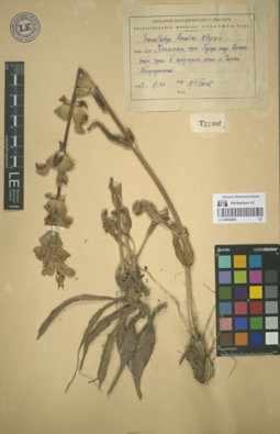 LE 00052965