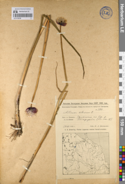 LE 01136159