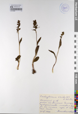 LE 01136486