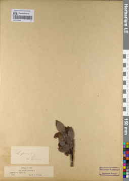 LE 01137036