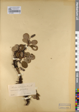 LE 01142458