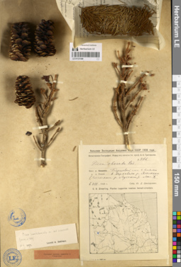 LE 01127408