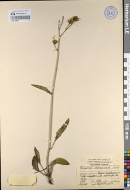 LE 01139809