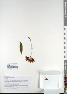 LE 01077089