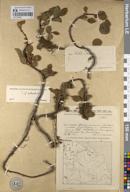 LE 01141542
