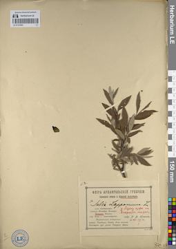 LE 01141903