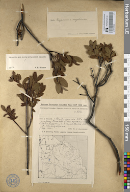 LE 01141942