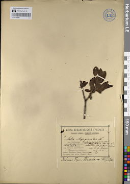 LE 01141968