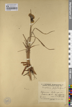 LE 01131195