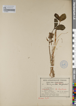 LE 01099030